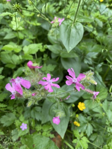 red campion