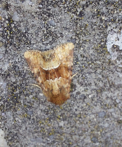 Middle-barred Minor