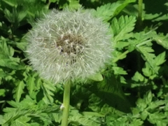 Taraxacum