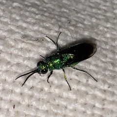 Chrysis lincea