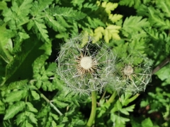 Taraxacum