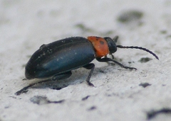 Disonycha triangularis