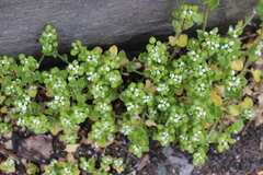 Cochlearia danica