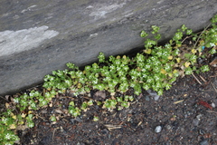 Cochlearia danica
