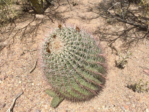 Ferocactus wislizeni