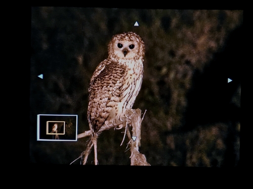 iNaturalist image