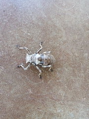 Enyaliopsis transvaalensis