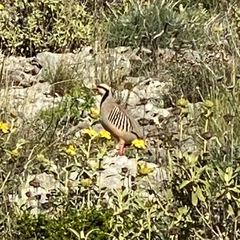 Alectoris chukar