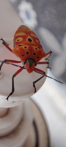 ocellated shield bug