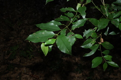 Daphnandra apatela, photograph (c) Greg Tasney, some rights reserved (CC BY-SA)