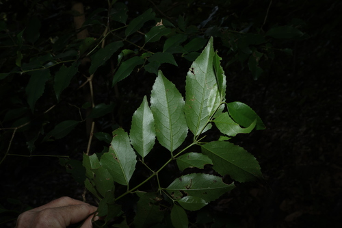 Daphnandra apatela, photograph 3