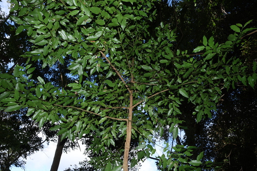 Daphnandra apatela, photograph 4