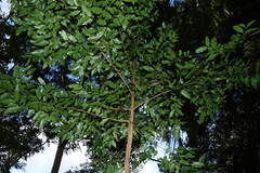 Daphnandra apatela, photograph (c) Greg Tasney, some rights reserved (CC BY-SA)