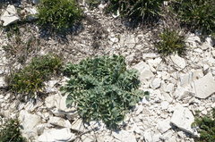 Glaucium corniculatum