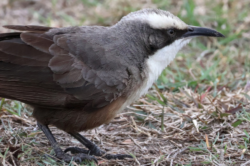 Gray-crowned Babbler