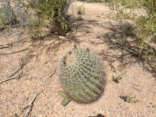 Ferocactus wislizeni
