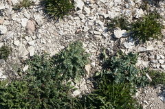 Glaucium corniculatum