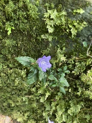 Strobilanthes rankanensis