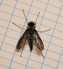 Chrysopilus thoracicus