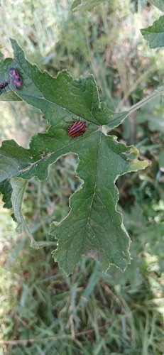 European Striped Shield Bug