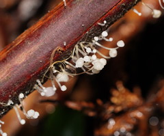 Mycena albidocapillaris
