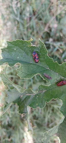 Common Froghopper