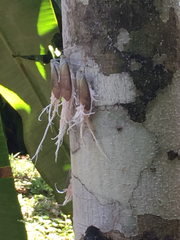 Pterodictya reticularis