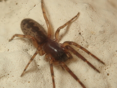 Segestria senoculata