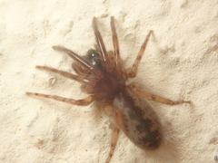 Segestria senoculata