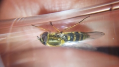 Syrphus