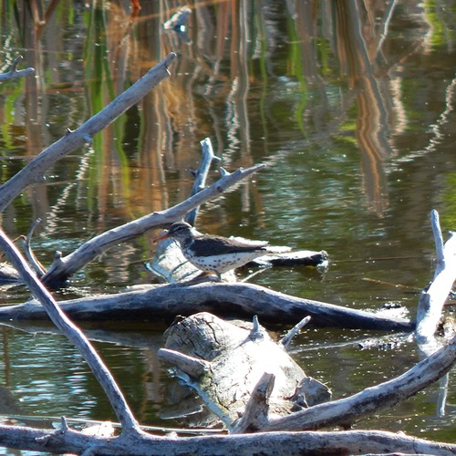 Spotted Sandpiper