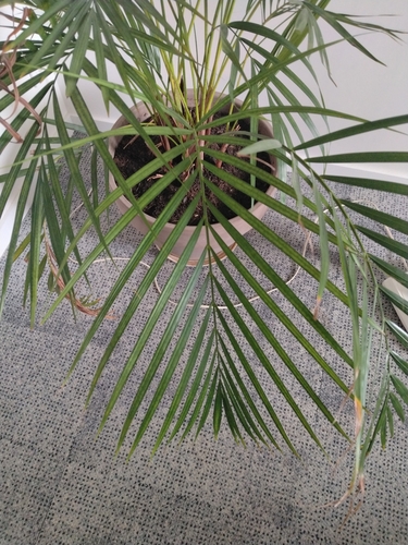 Areca Palm