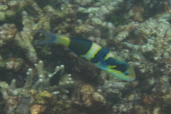 Thalassoma nigrofasciatum