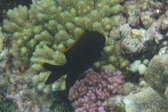 Plectroglyphidodon apicalis