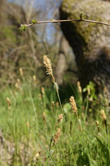 Carex tomentosa