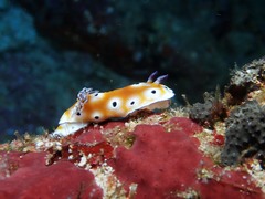 Goniobranchus leopardus