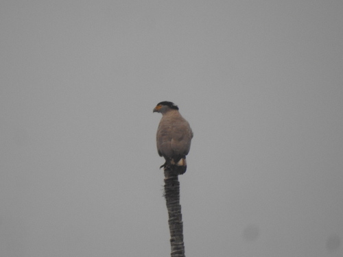 Spilornis cheela