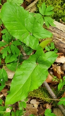 Arum maculatum