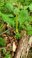 Arum maculatum