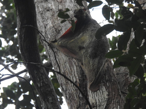 Galeopterus variegatus