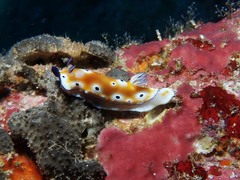 Goniobranchus leopardus