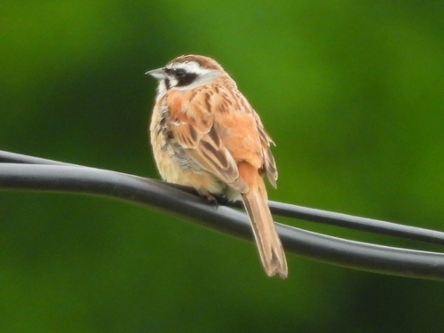 Emberiza cioides ciopsis