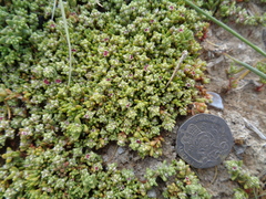 Nitrophila australis kuntzei