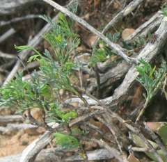 Notobubon collinum