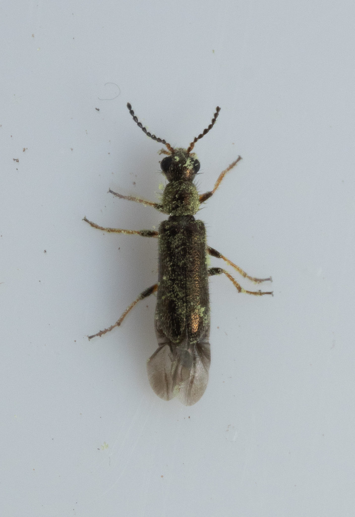 Dasytes croceipes