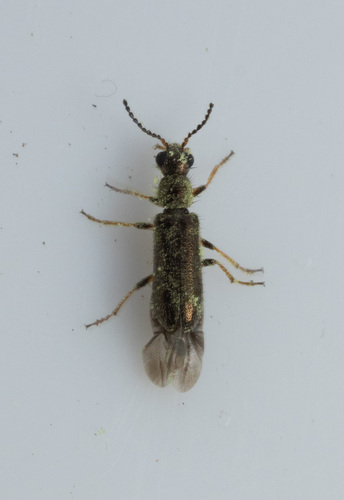 Dasytes croceipes