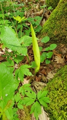 Arum maculatum