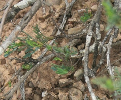 Notobubon collinum