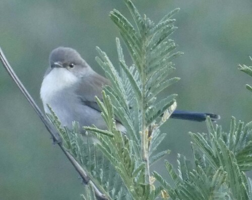 Superb Fairywren