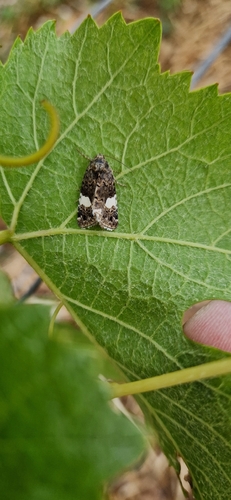 Four-spotted Moth